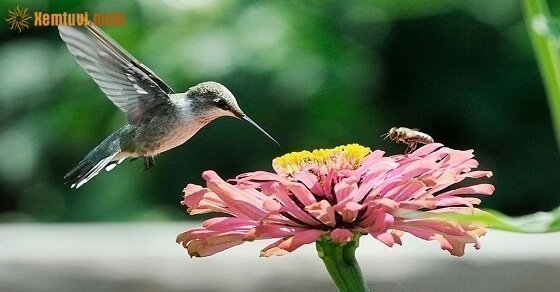 Xem tử vi 12 con giáp tháng 3 năm 2017