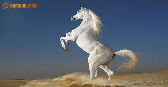 Xem tử vi trọn đời tuổi Giáp Ngọ nữ mạng