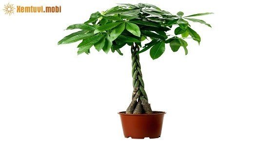 Cây Kim ngân rất phù hợp với người mệnh Kim