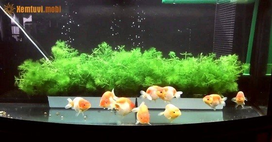 Cách thiết kế, chọn bể cá cho người mệnh Mộc