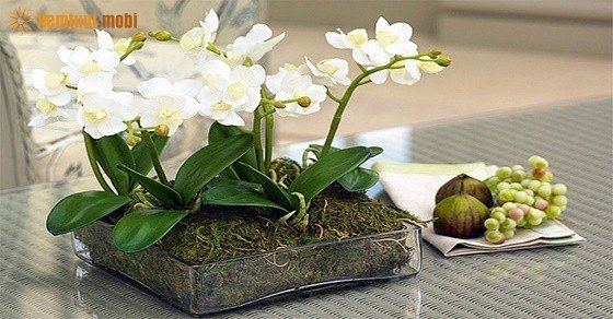 Phong thủy hoa lan mang sức mạnh tự nhiên mạnh mẽ