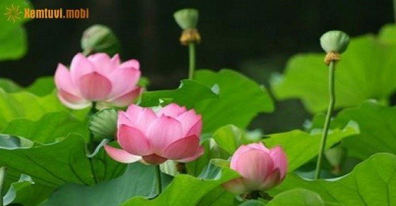 Hoa sen phong thủy mang lại may mắn, đủ đầy