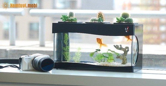 Những người mệnh Hỏa có nên nuôi cá cảnh không