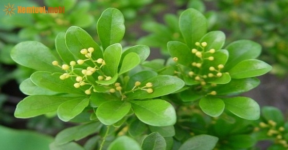 Những người mệnh Kim nên trồng cây gì trong nhà?