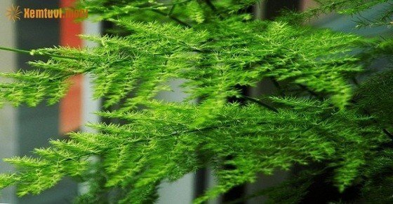 Cây phong thủy cho người mệnh Mộc