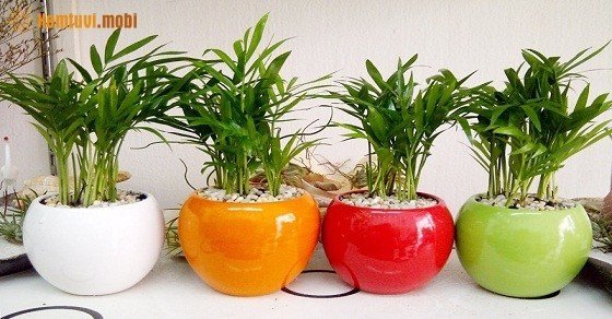 Cách tính người thuộc mạng Mộc