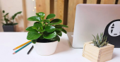 Các loại cây xanh phong thủy văn phòng tăng tài lộc thịnh vượng