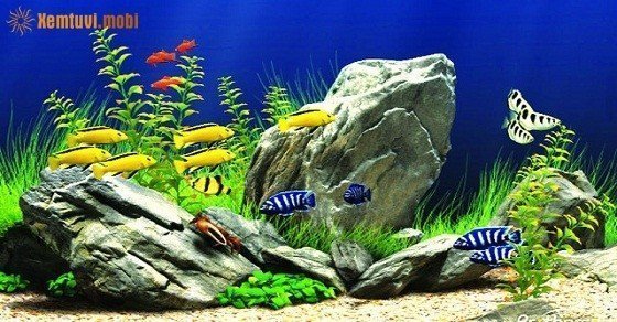 Những người mệnh Thổ có nên đặt bể cá trong nhà không