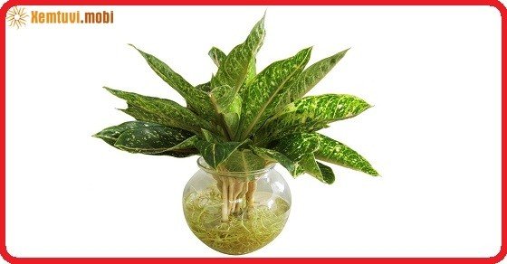 Chọn cây phong thủy cho người mệnh Thủy