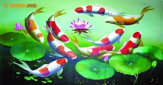 Xem người mệnh Thủy có nên nuôi cá không, nuôi cá gì sẽ có thêm lộc