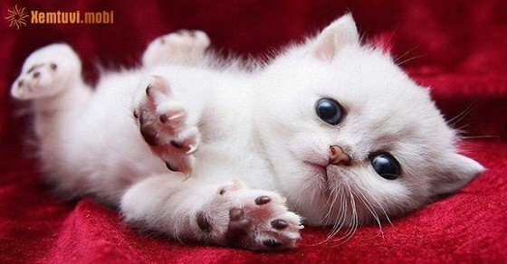 Phong thủy cho người tuổi Đinh Mão