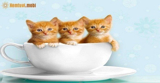 Phong thủy cho những người sinh năm 1999