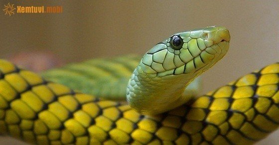 Phong thủy cho người tuổi Tân Tỵ