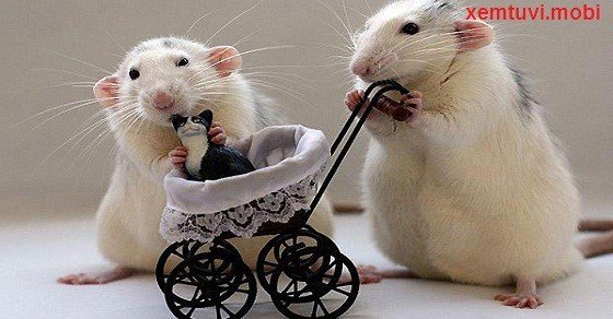 Xem tử vi tuổi Tý năm Bính Thân 2016 Xem tử vi tuổi Tý năm Bính Thân 2016