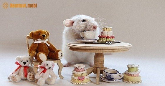 Xem tử vi trọn đời tuổi Giáp Tý nữ mạng