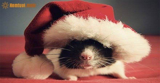 Xem tử vi trọn đời tuổi Nhâm Tý nữ mạng