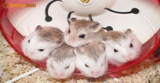 Xem tử vi trọn đời tuổi Canh Tý nam mạng