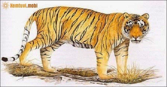 Xem tử vi trọn đời tuổi Mậu Dần nam mạng