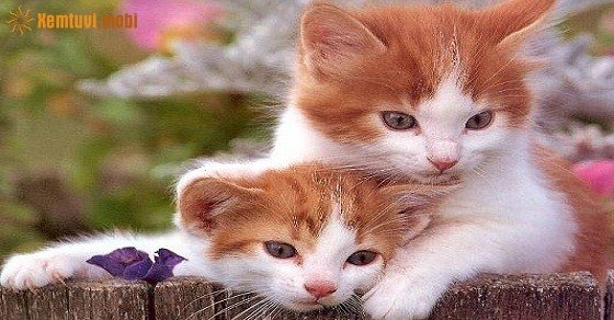 Xem tử vi trọn đời tuổi Tân Mão nam mạng