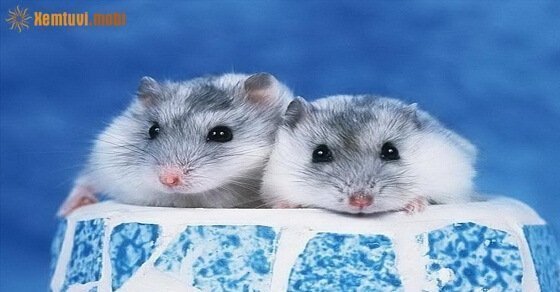 Phong thủy cho người tuổi Nhâm Tý sinh năm 1972