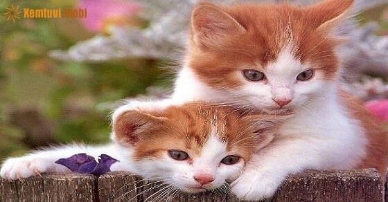 Phong thủy cho người tuổi Ất Mão sinh năm 1975