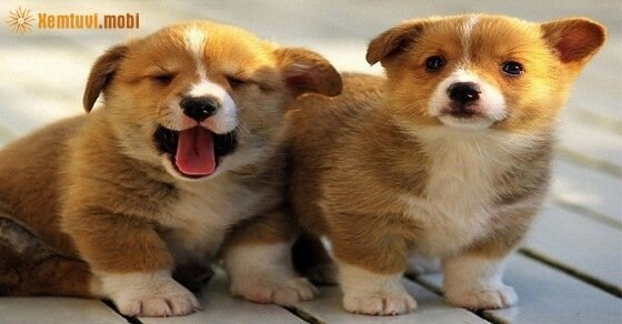 Phong thủy cho người tuổi Bính Tuất