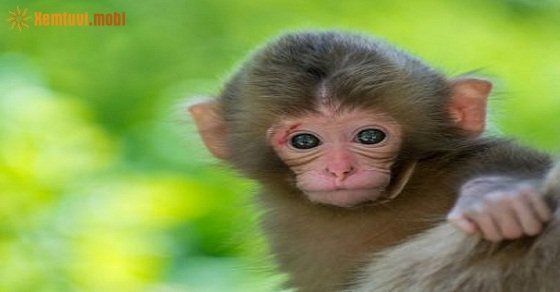 Phong thủy cho người tuổi Bính Thân sinh năm 2016