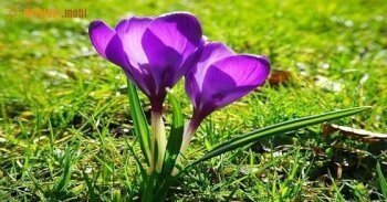 Tử vi tháng 3/2017 Đông Phương của 12 con giáp Tử vi tháng 3/2017 Đông Phương của 12 con giáp