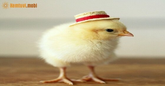 Tử vi ngày 10/3/2017 thứ 6 của 12 con giáp