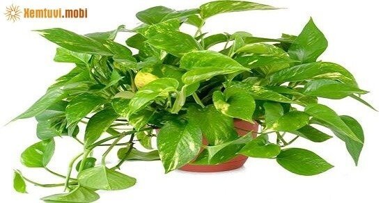 Những loại cây cảnh phong thủy phù hợp với tuổi