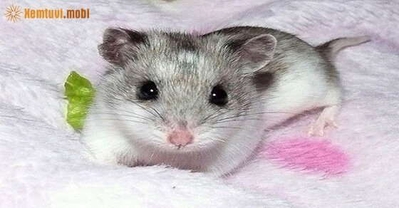 Phong thủy cho người tuổi Canh Tý sinh năm 2020