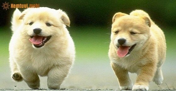 Tử vi ngày 11/3/2017 thứ 7 của 12 con giáp