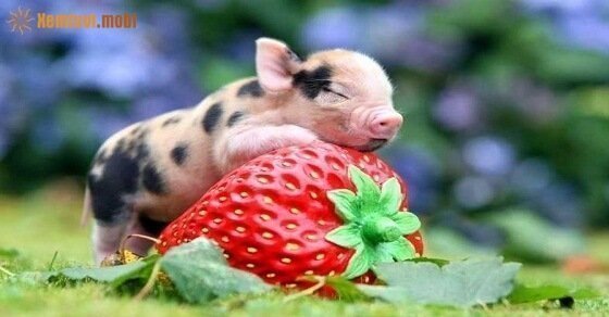 Tử vi ngày 12/3/2017 chủ nhật của 12 con giáp