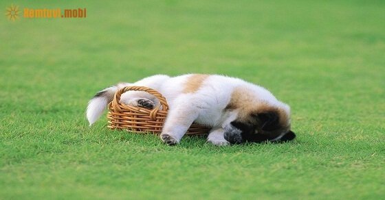 Tử vi ngày 15/3/2017 thứ 4 của 12 con giáp