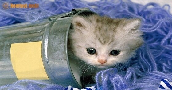 Tử vi ngày 16/3/2017 thứ 5 của 12 con giáp Tử vi ngày 16/3/2017 thứ 5 của 12 con giáp