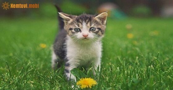 Tử vi ngày 23/3/2017 thứ 5 của 12 con giáp