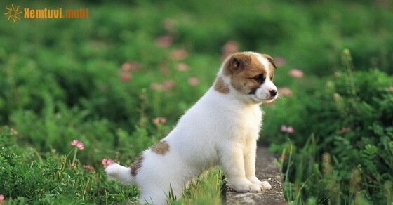 Tử vi ngày 25/3/2017 thứ 7 của 12 con giáp Tử vi ngày 25/3/2017 thứ 7 của 12 con giáp