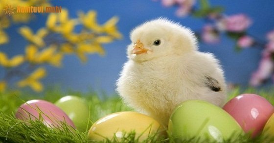 Tử vi ngày 27/3/2017 thứ 2 của 12 con giáp