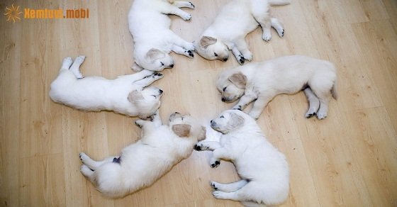 Tử vi ngày 28/3/2017 thứ 3 của 12 con giáp