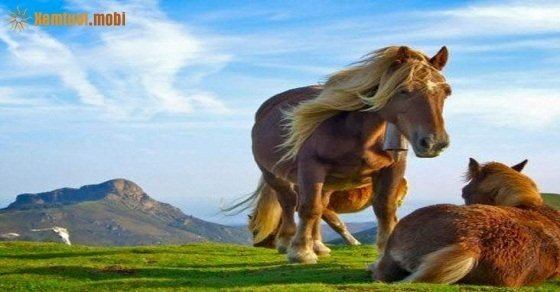 Tử vi ngày 29/3/2017 thứ 4 của 12 con giáp