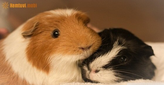 Tử vi ngày 30/3/2017 thứ 5 của 12 con giáp Tử vi ngày 30/3/2017 thứ 5 của 12 con giáp