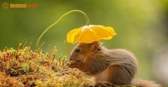 Tử vi ngày 9/3/2017 thứ 5 của 12 con giáp