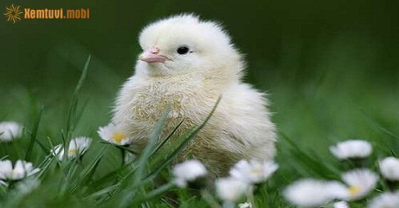 Tử vi ngày 10/4/2017 thứ 2 của 12 con giáp