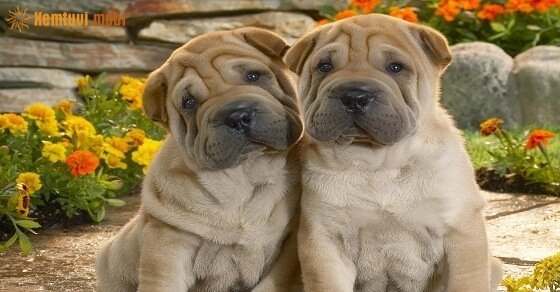 Tử vi ngày 19/4/2017 thứ 4 của 12 con giáp