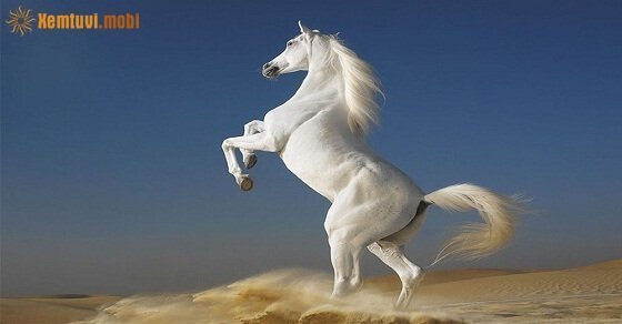 Tử vi ngày 5/4/2017 thứ 4 của 12 con giáp