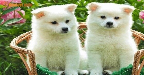 Tử vi ngày 6/4/2017 thứ 5 của 12 con giáp