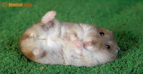 Tử vi ngày 7/4/2017 thứ 6 của 12 con giáp