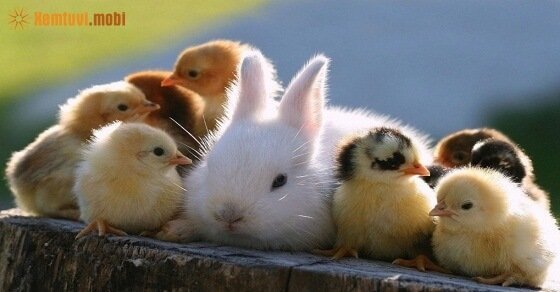 Tử vi ngày 11/4/2017 thứ 3 của 12 con giáp