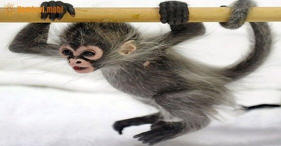 Tử vi ngày 14/4/2017 thứ 6 của 12 con giáp