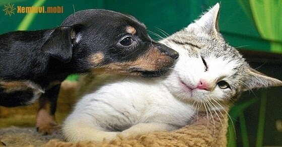 Tử vi ngày 15/4/2017 thứ 7 của 12 con giáp